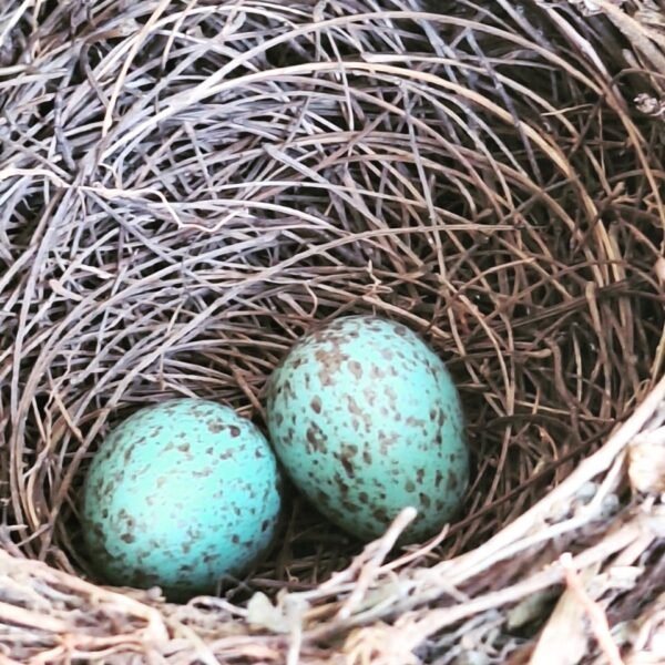 PRIMAVERA | O milagre da sacada