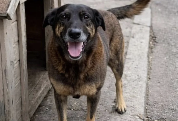 ORELHA | Quando a dor não tem nome ou Notas sobre a indignação