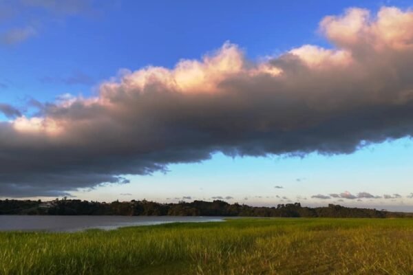MEIO AMBIENTE | O saruê e o bosque
