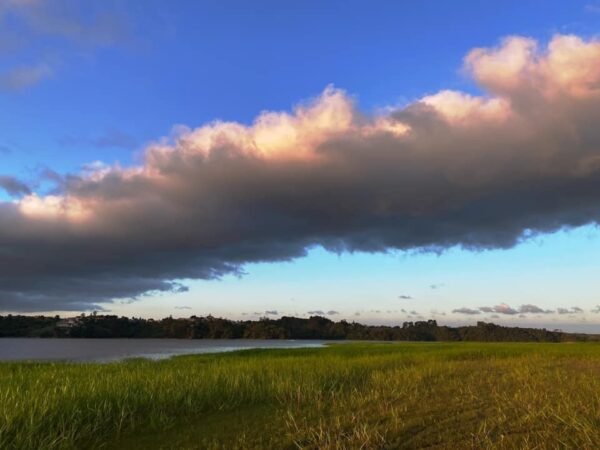 MEIO AMBIENTE | O saruê e o bosque