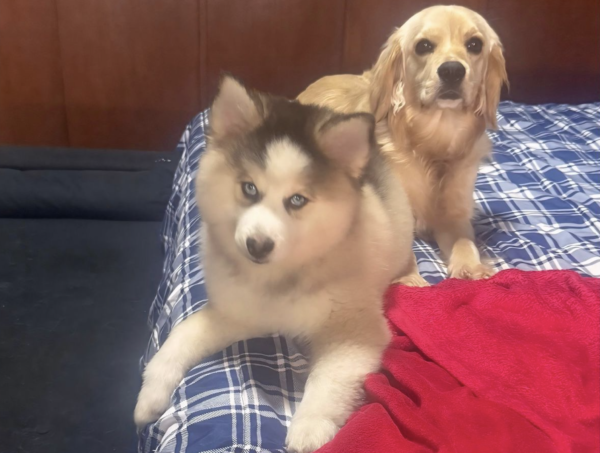 ACALANTO | A noite em que cantei para o vento adormecer