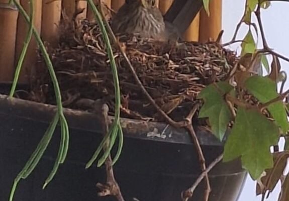 LUTO | A primavera que não se cumpriu