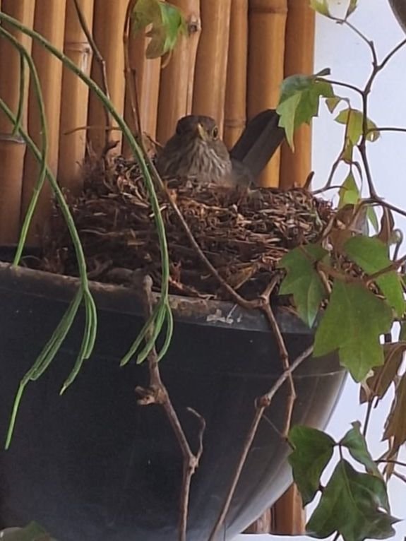 LUTO | A primavera que não se cumpriu