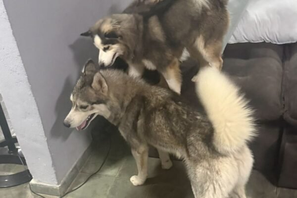 A vida que se repete